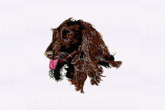 Afghan Hound Face